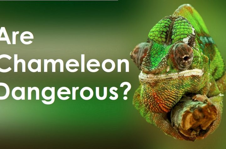 Are Chameleon Dangerous Do Chameleons Carry Any Diseases