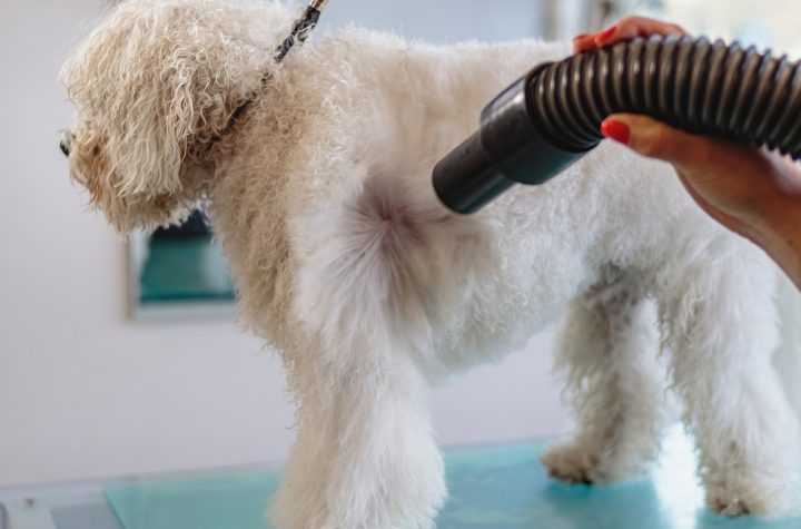 Major Features of Dog Grooming Dryers