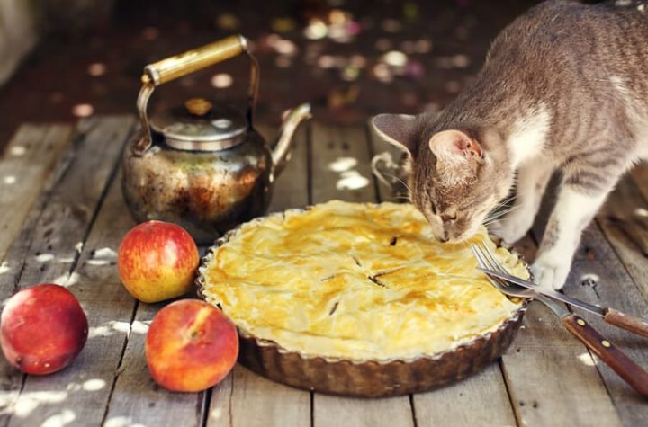 Cat smelling a peach pie on wooden table with fresh fruits, kettle, fork and knife.
