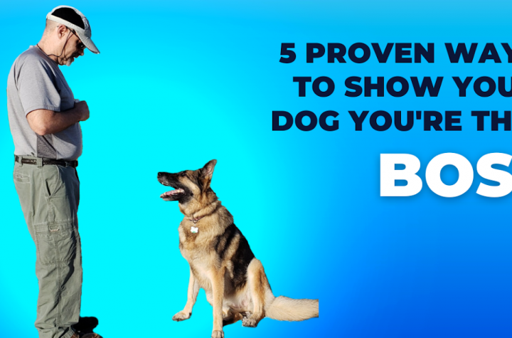 5 Proven Ways to Show Your Dog You're The Boss