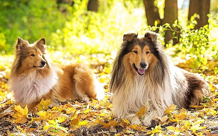 You are currently viewing 5 Reasons Rough Collies Make Great Pets