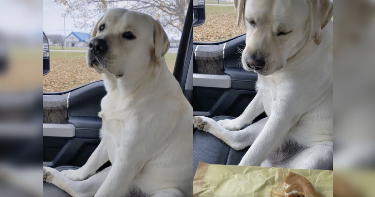 Adorable Lab Has The Best Manners When Offered A Cheeseburger