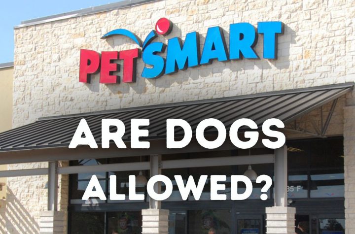 Are Dogs Allowed in PetSmart? Tips for taking your dog to PetSmart--and which other pets can visit stores