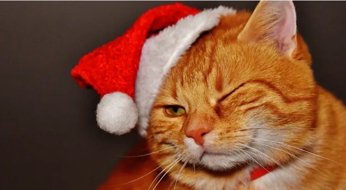 Best Christmas Vacation Cat Gif for Your Loving Cat