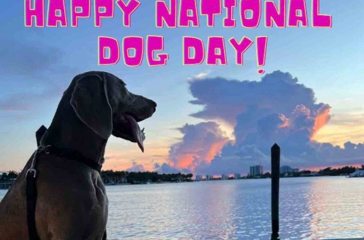 Happy National Dog Day! - Urban Dog