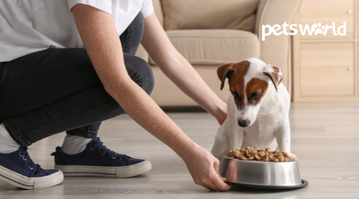 How And When To Switch From Puppy To Adult Dog Food