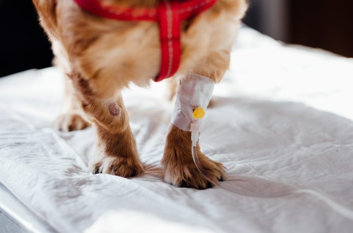 dog getting a intravenous drip