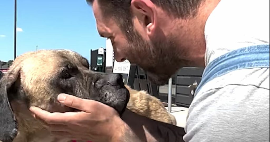 Man Cradles Broken Dog's Face, Promises Never To Give Up On Her