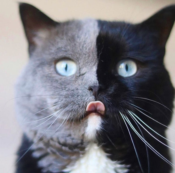 Meet Narnia: The Rare “Chimera” Cat That Has A Perfectly Split Face