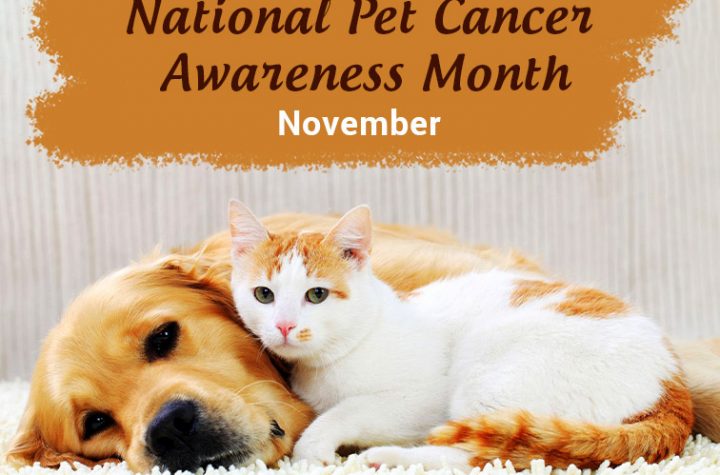 National Pet Cancer Awareness Month- November