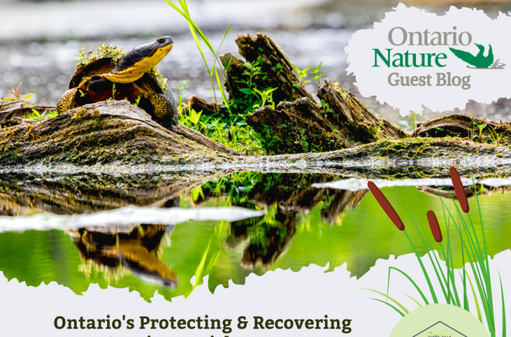 Ontario Nature Guest Blog: 10 disturbing findings from Ontario’s Protecting and Recovering Species at Risk report