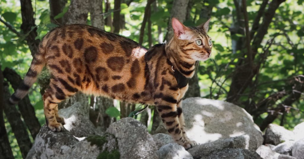 Teach Your Cat To Walk On A Harness & Unleash Their Wild Side