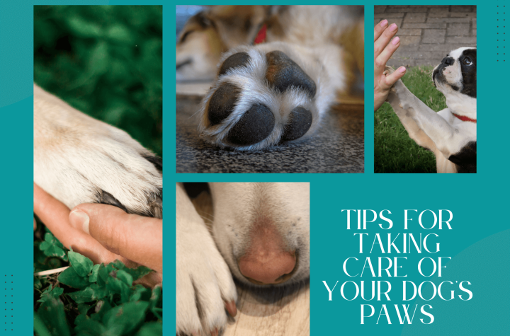 Tips for Taking Care of Your Dog’s Paws