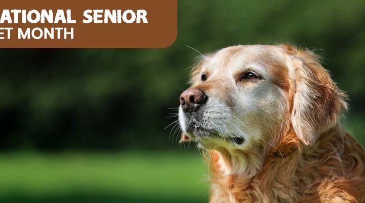 Why is Celebrated National Senior Pet Month