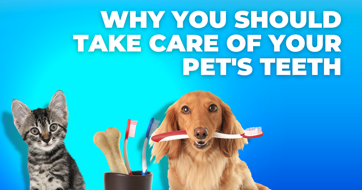Why You Should Take Care of Your Pet's Teeth