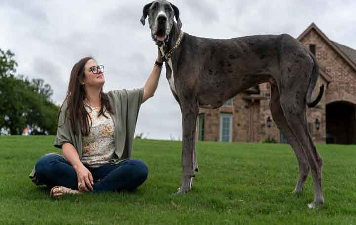 World's Tallest Dog, Zeus The Great Dane From Texas. See Pics and Stats